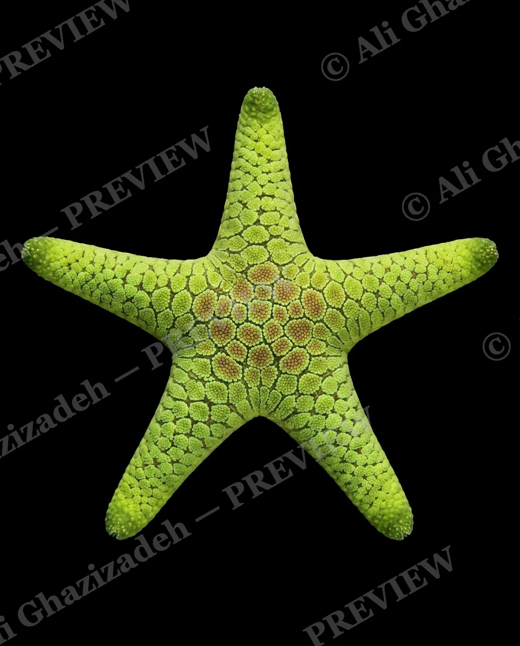 Star Search — Lime Rosette — Starfish artwork by Ali Ghazizadeh