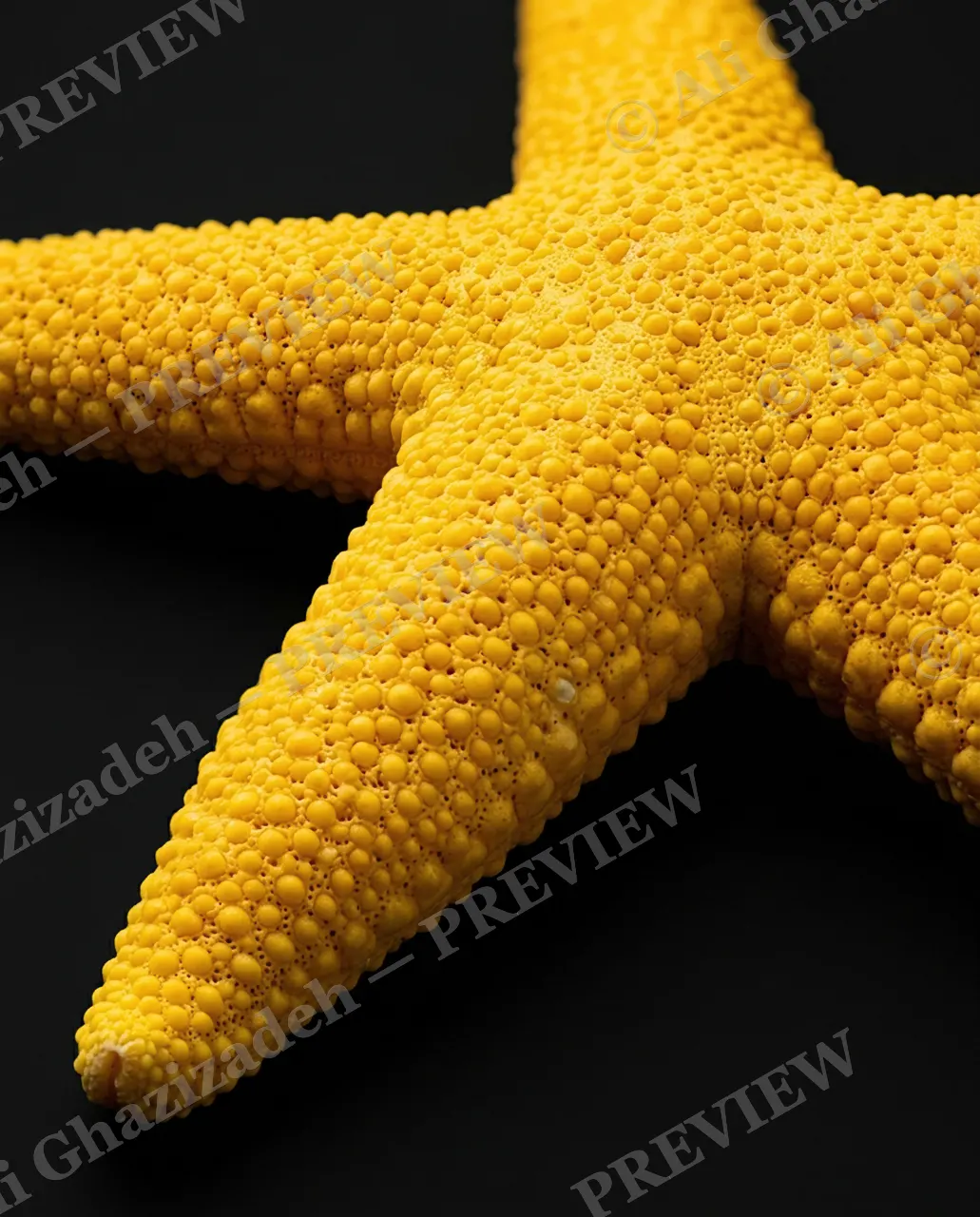 Star Search — Golden Kernels — Starfish artwork by Ali Ghazizadeh