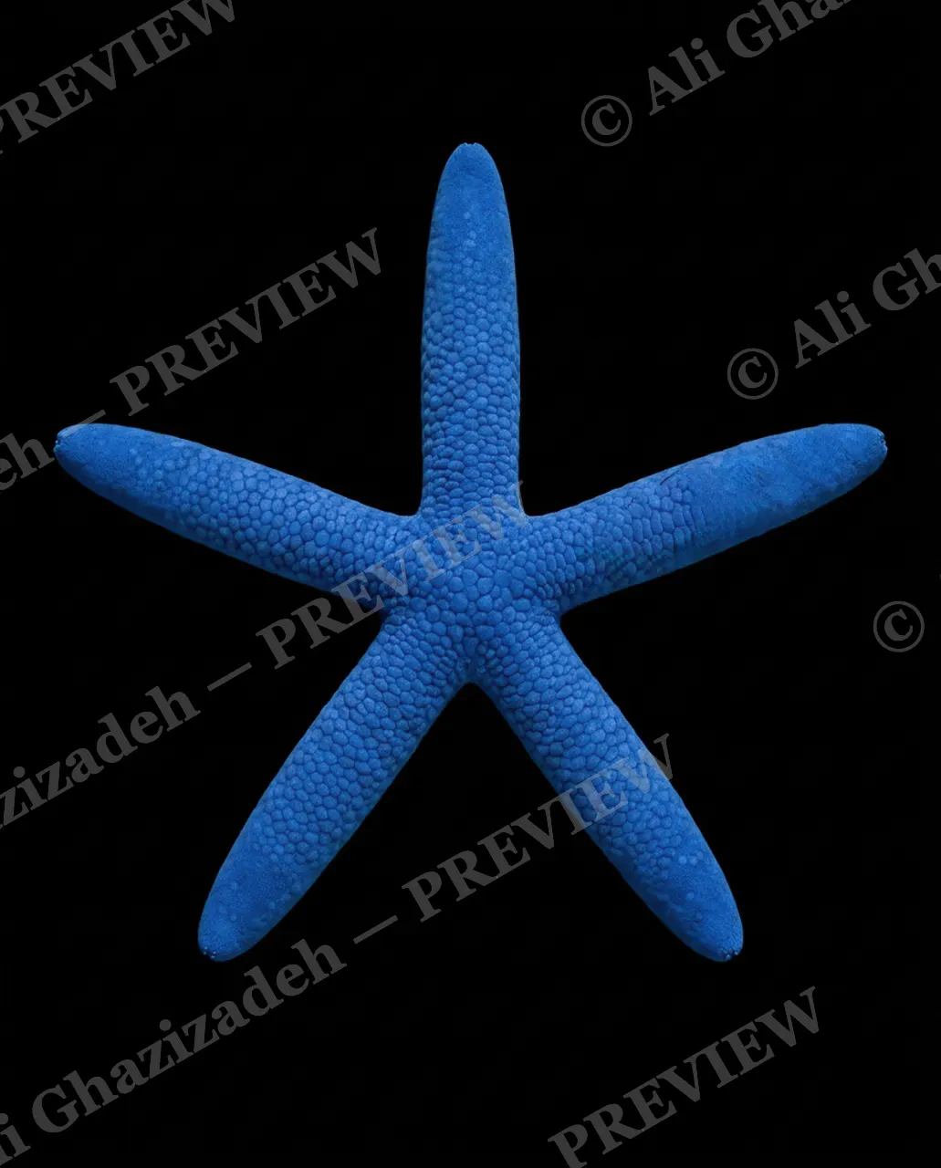 Star Search — Midnight Blue — Starfish artwork by Ali Ghazizadeh