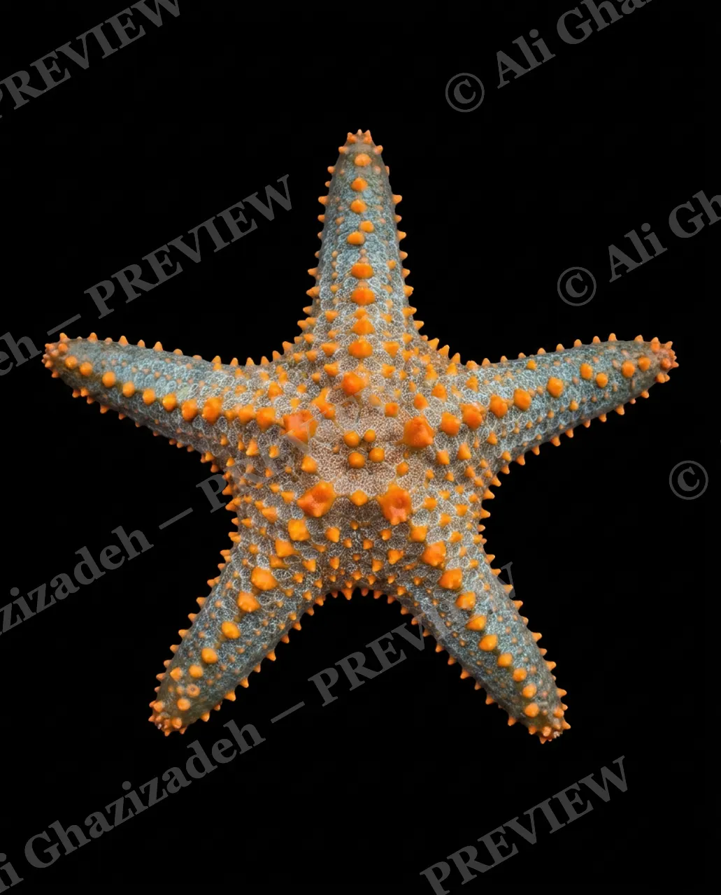 Star Search — Ocean Ember — Starfish artwork by Ali Ghazizadeh