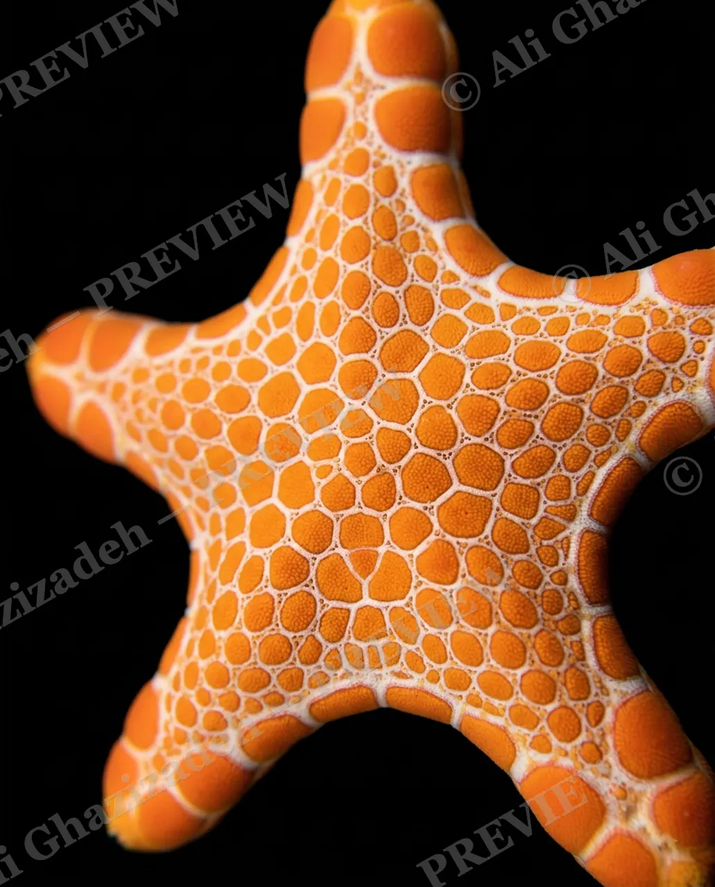 Star Search — Orange Marmalade — Starfish artwork by Ali Ghazizadeh