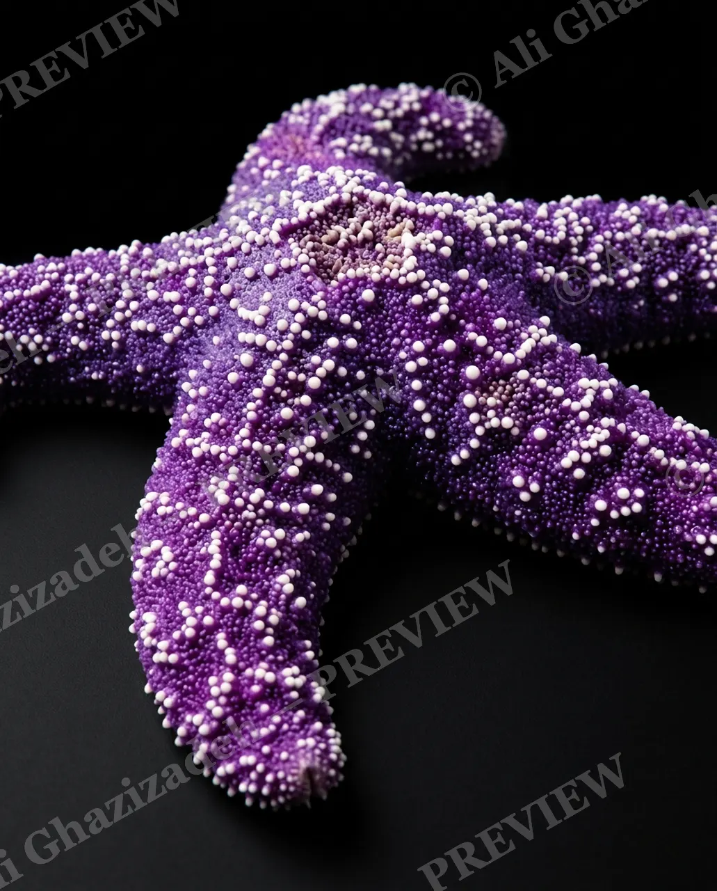Star Search — Purple Frost — Starfish artwork by Ali Ghazizadeh