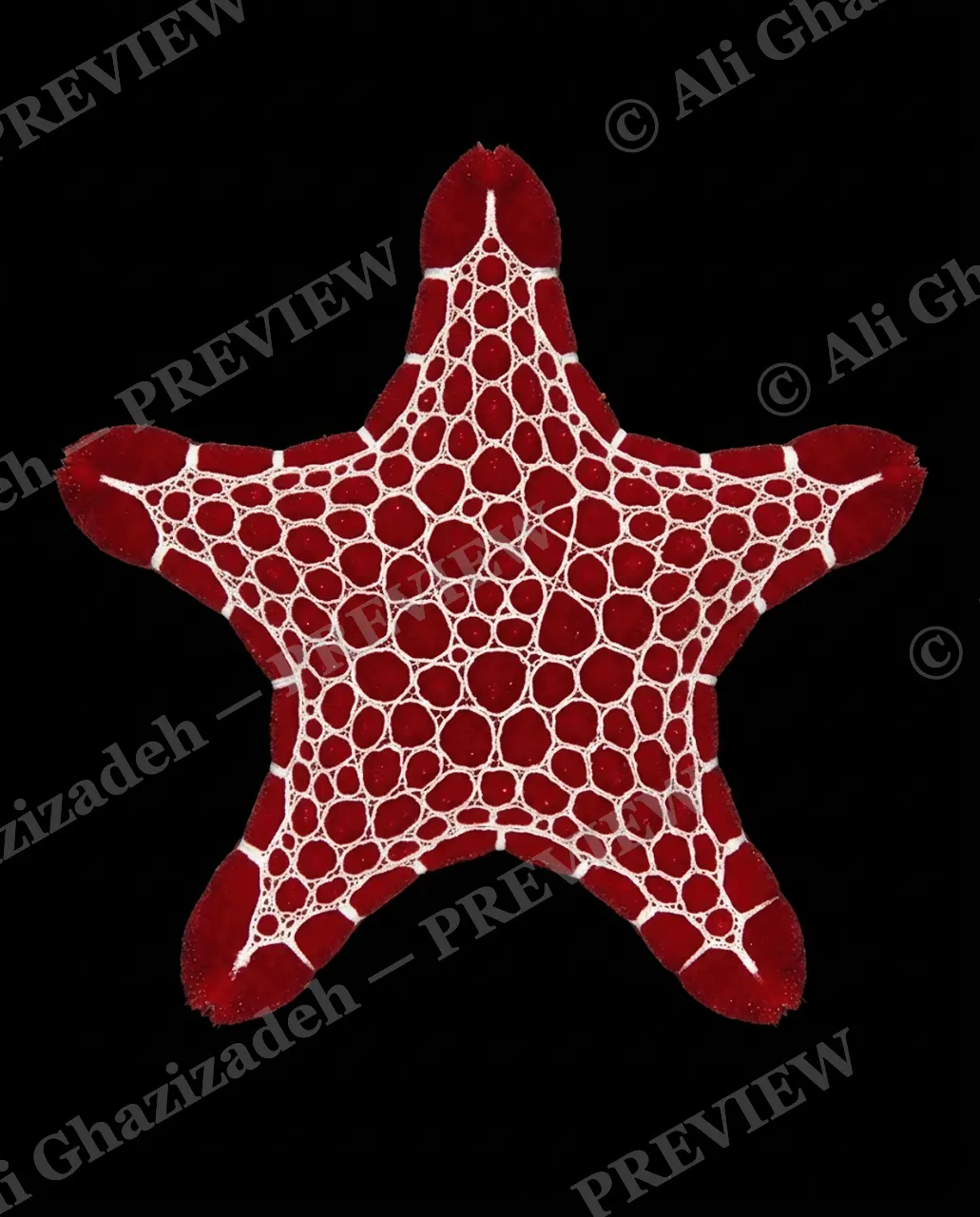 Star Search — Red Lace — Starfish artwork by Ali Ghazizadeh