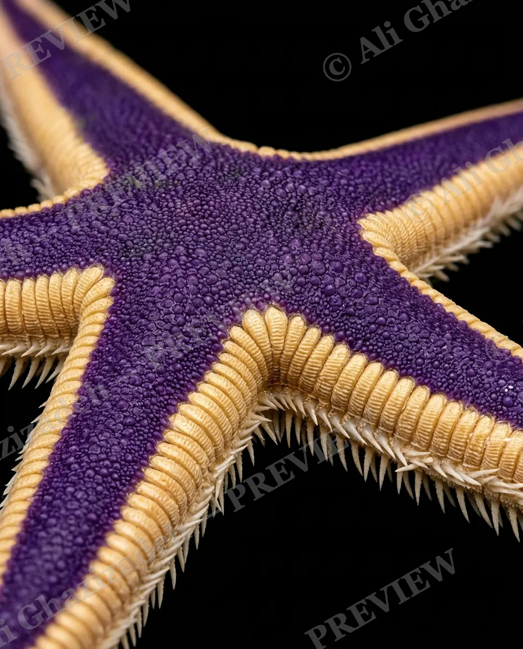 Star Search — Royal Trim — Starfish artwork by Ali Ghazizadeh