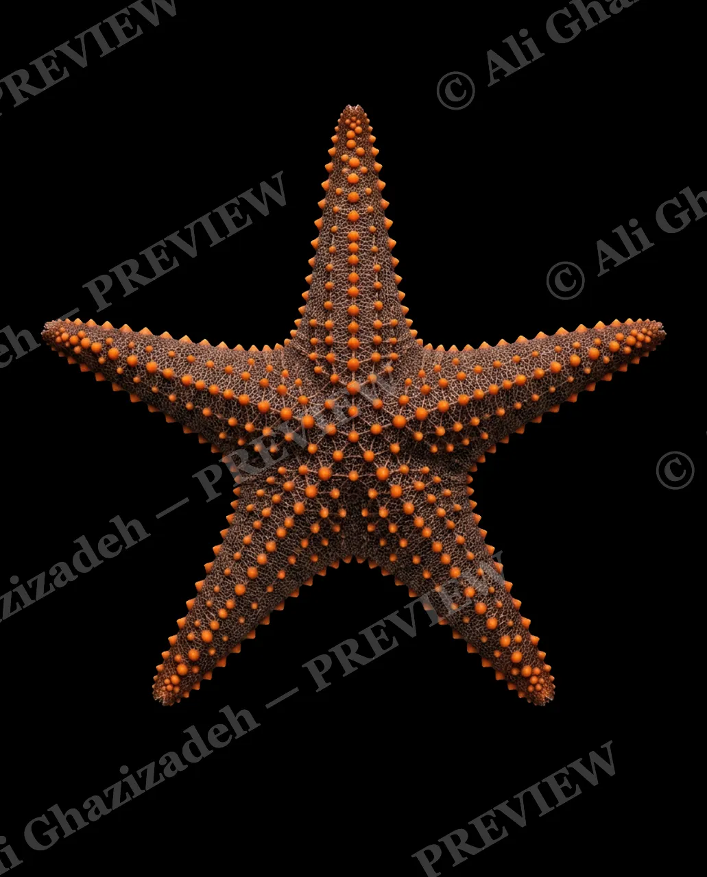 Star Search — Rust and Shadow — Starfish artwork by Ali Ghazizadeh