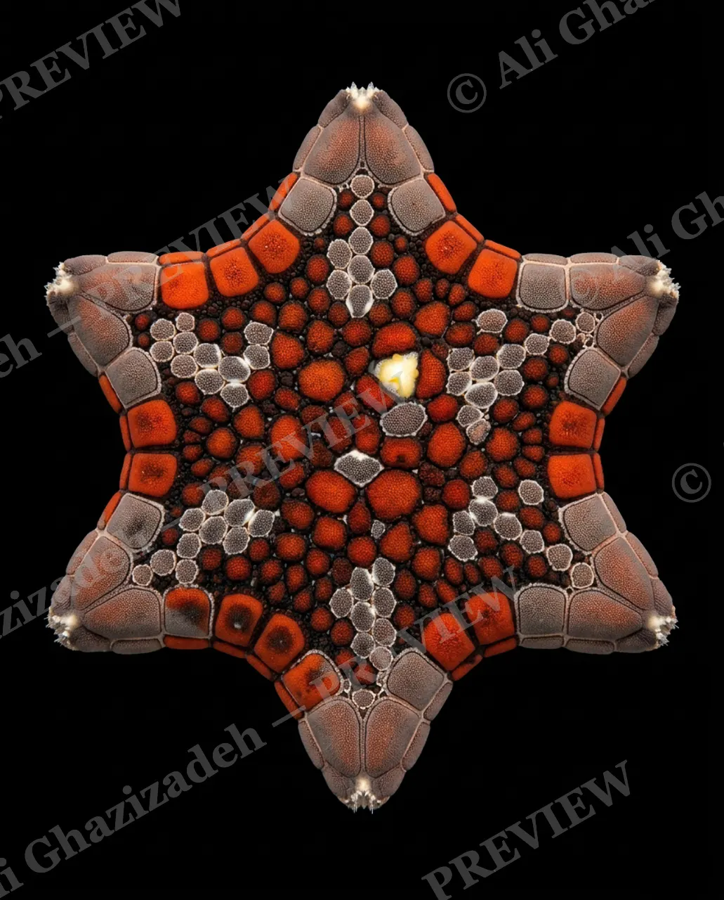 Star Search — Six of a Kind — Starfish artwork by Ali Ghazizadeh