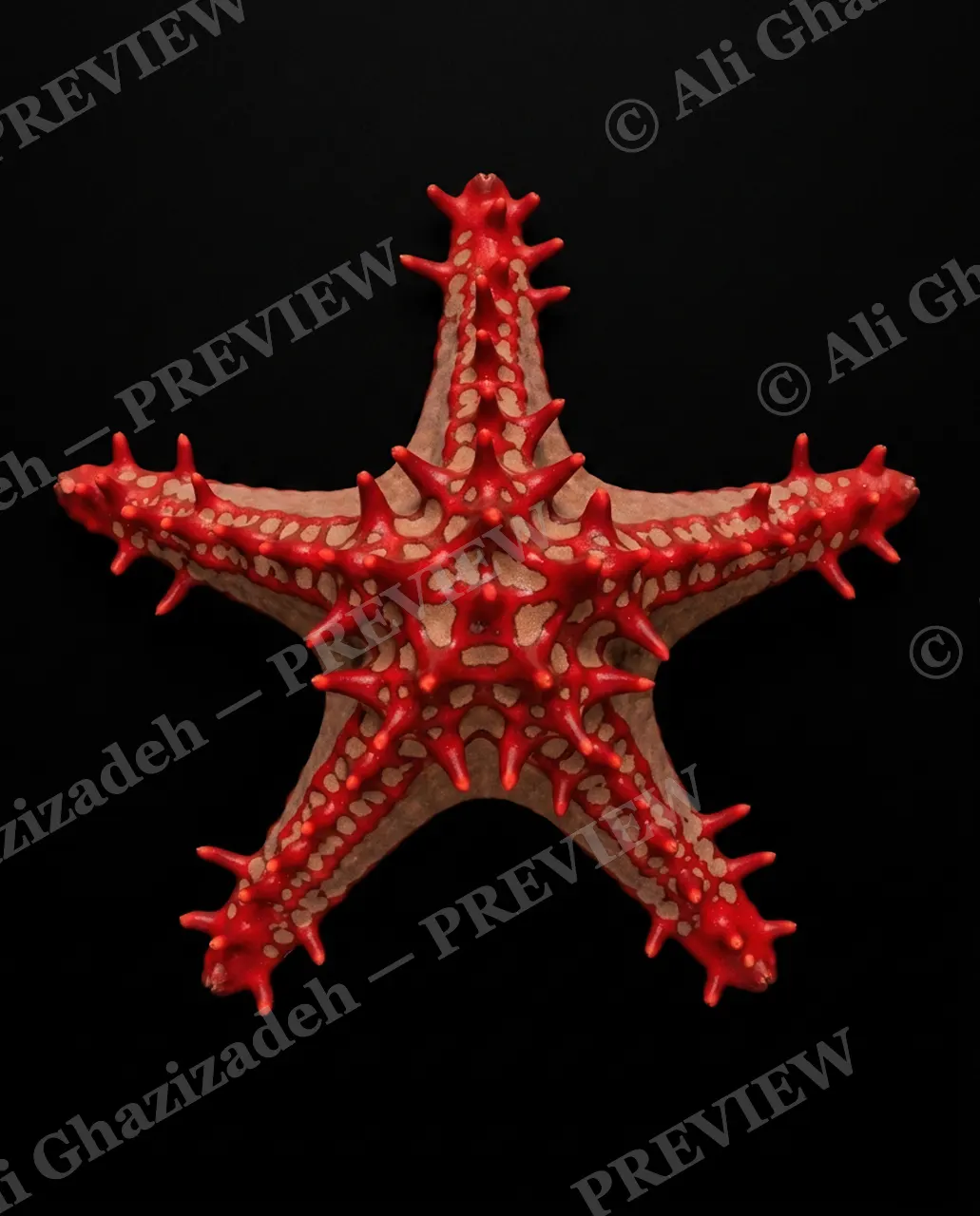 Star Search — Spike Parade — Starfish artwork by Ali Ghazizadeh