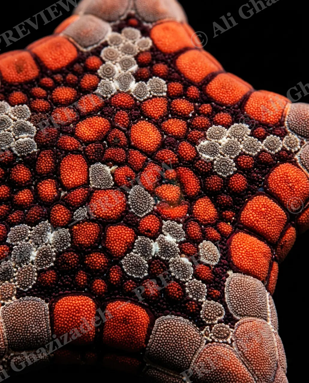 Star Search — Stained Glass — Starfish artwork by Ali Ghazizadeh