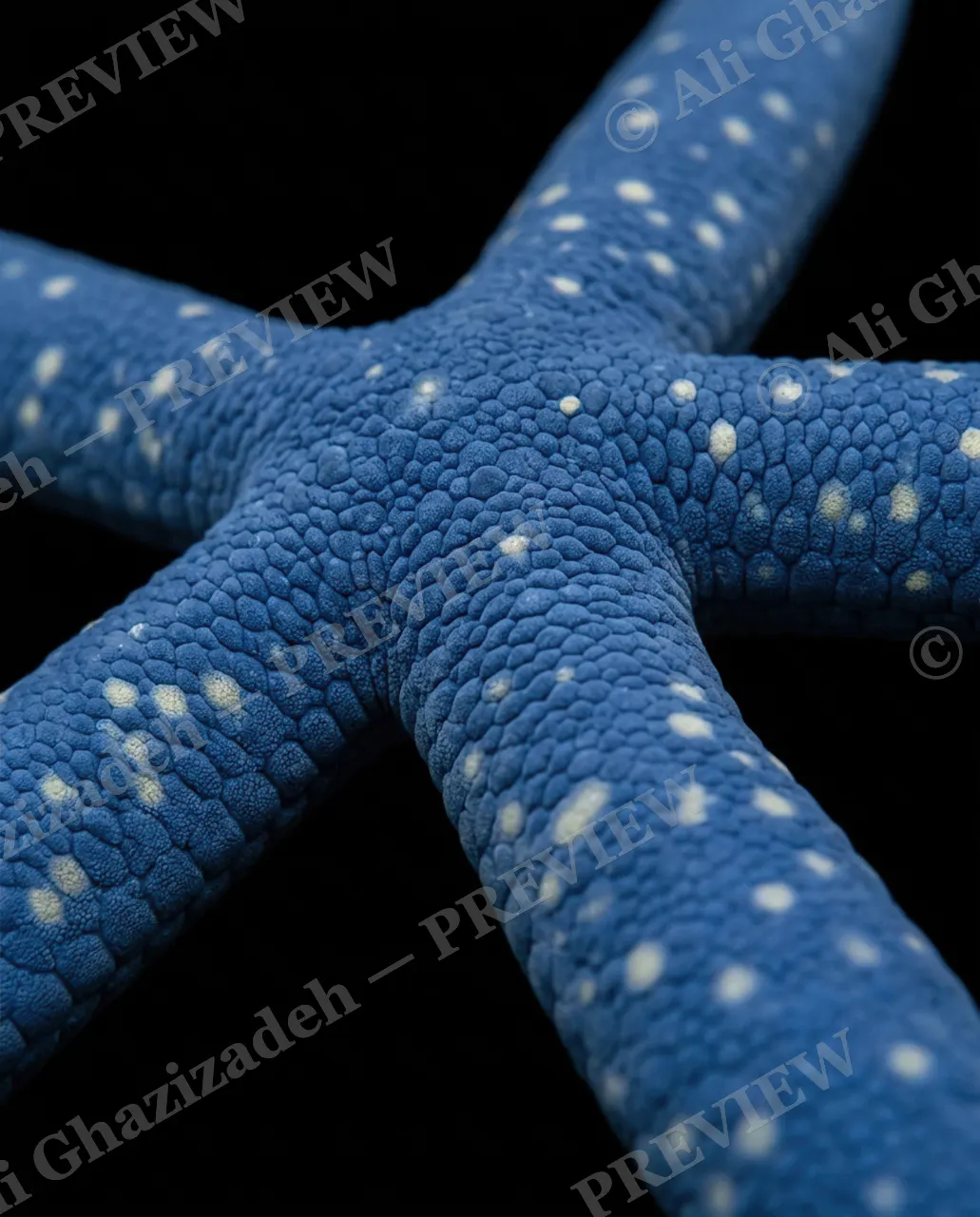 Star Search — Starlit Blue — Starfish artwork by Ali Ghazizadeh