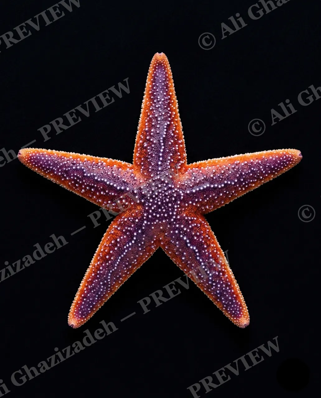 Star Search — Sunset Fade — Starfish artwork by Ali Ghazizadeh