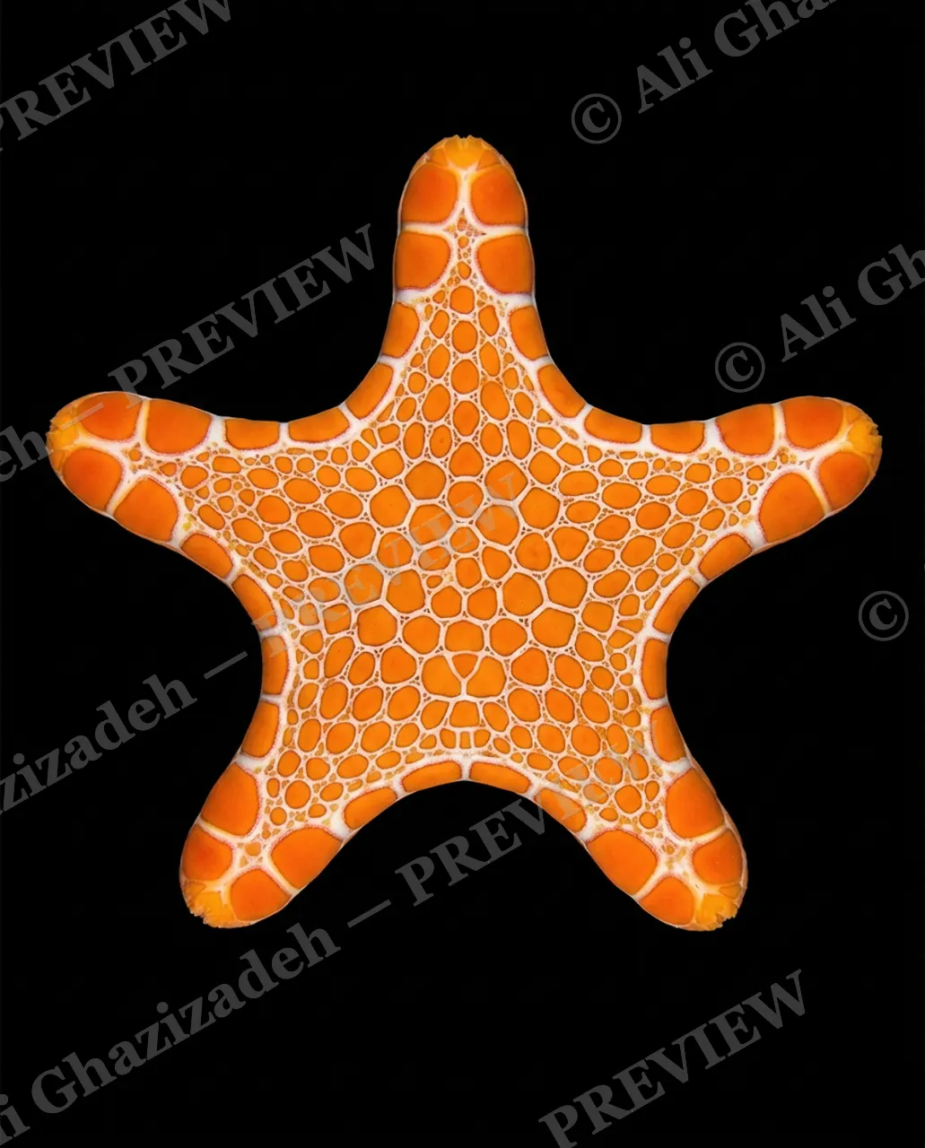 Star Search — Tangerine Tile — Starfish artwork by Ali Ghazizadeh
