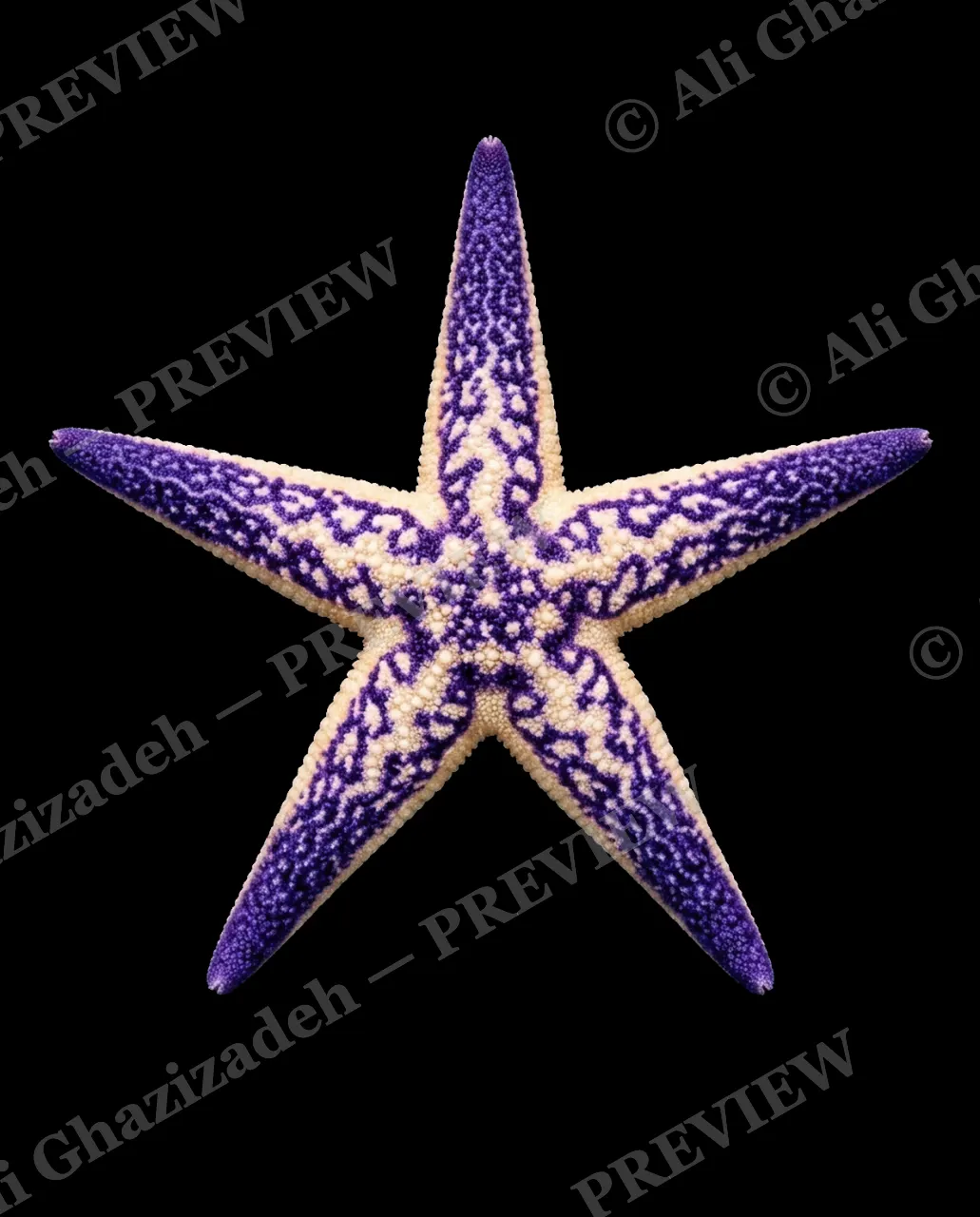 Star Search — Violet Vein — Starfish artwork by Ali Ghazizadeh