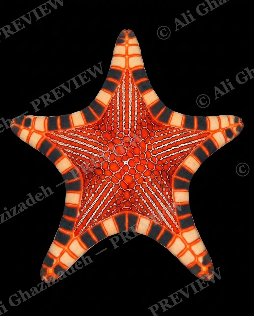 Star Search — Waffle Star — Starfish artwork by Ali Ghazizadeh