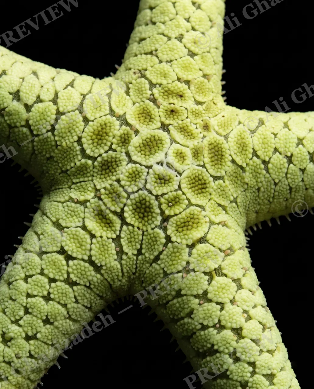 Star Search — Watchful Eyes — Starfish artwork by Ali Ghazizadeh