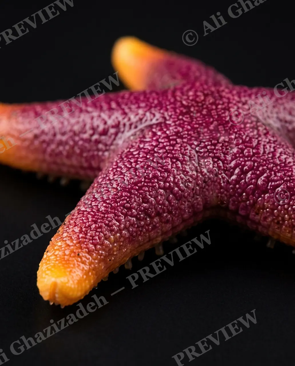 Star Search — Wine and Citrus — Starfish artwork by Ali Ghazizadeh