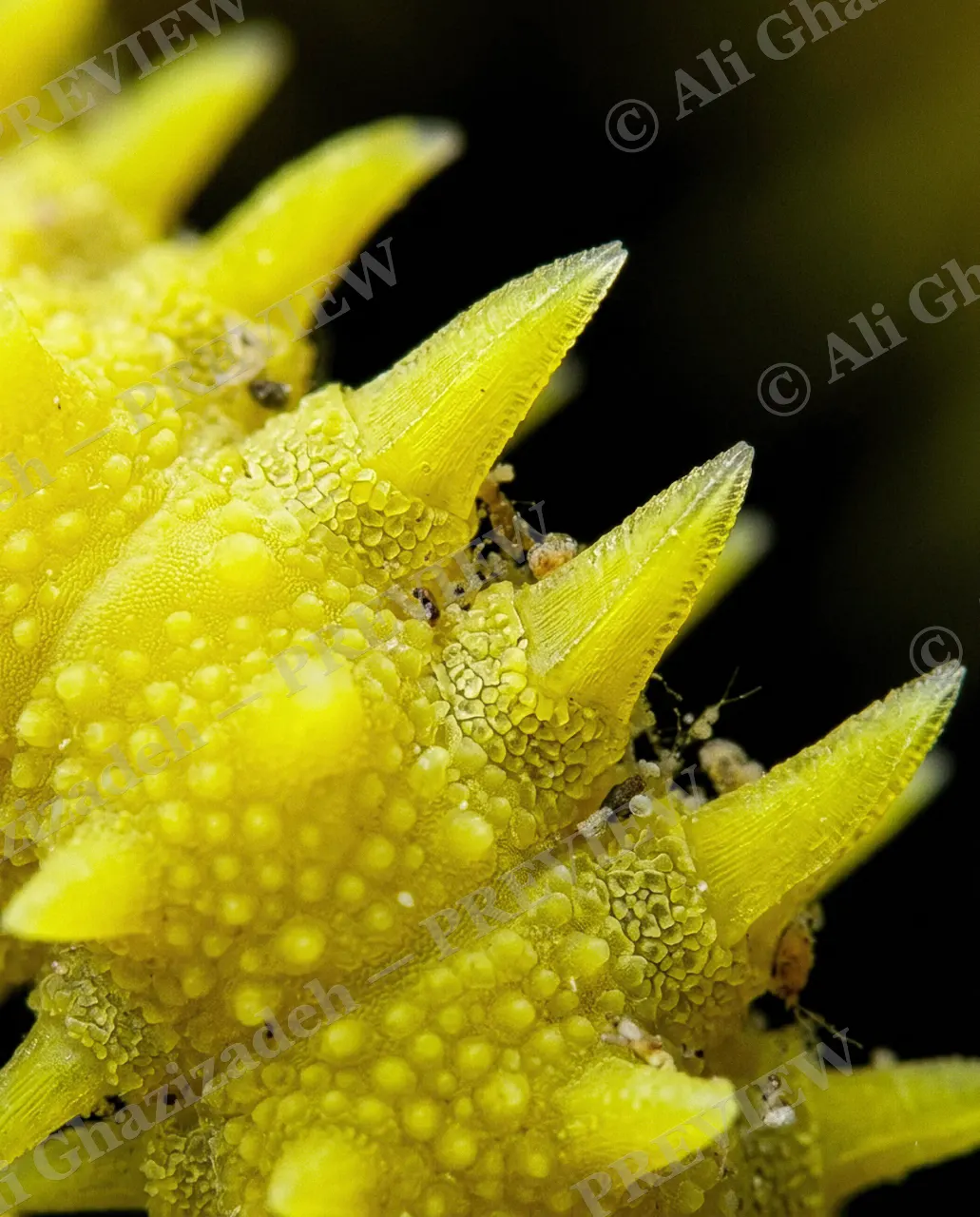 Star Struck — Golden Fangs — Brittle star artwork by Ali Ghazizadeh