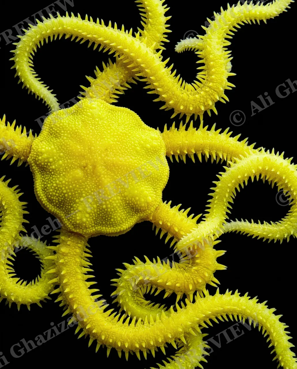 Star Struck — Sunburst Tangle — Brittle star artwork by Ali Ghazizadeh