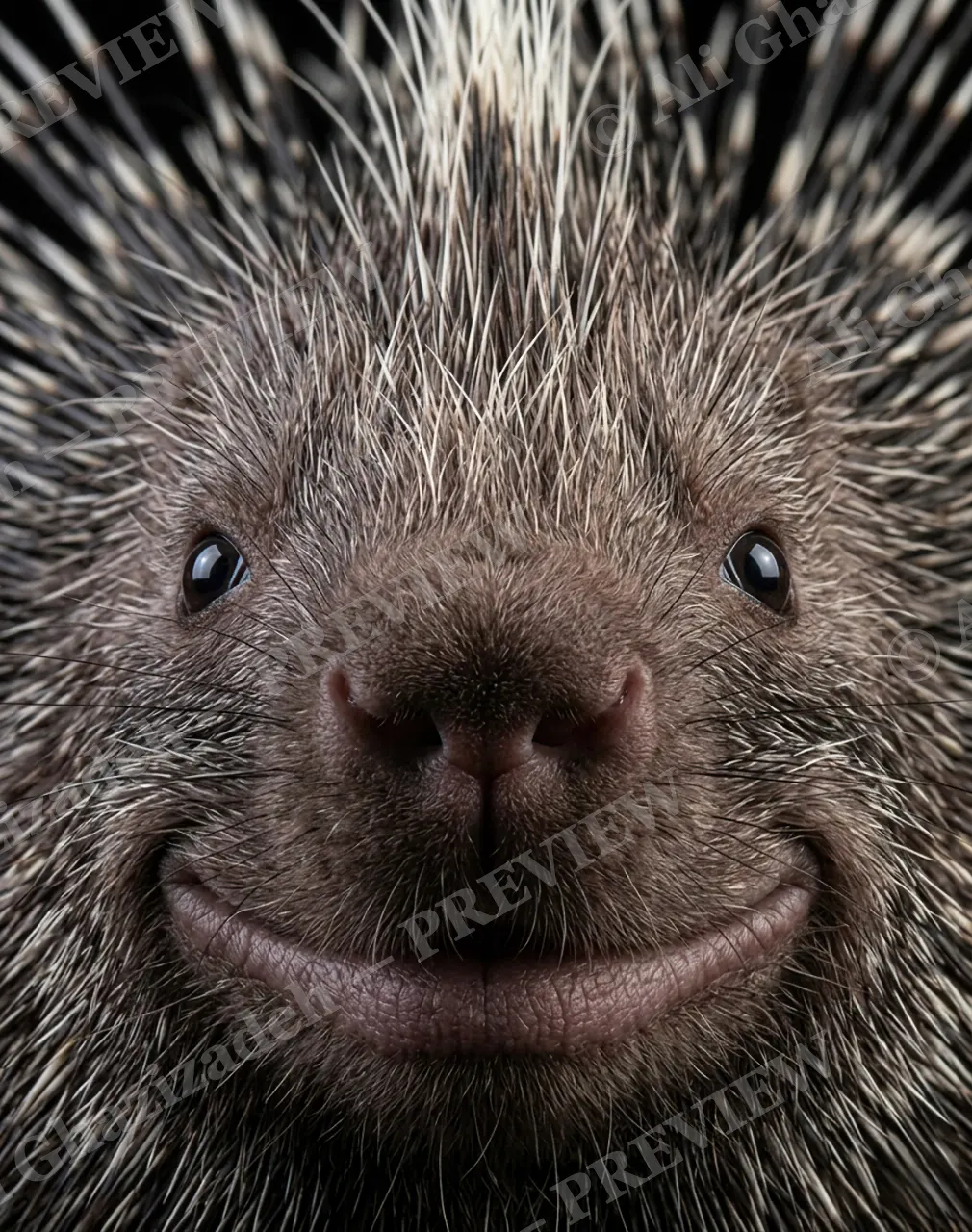 Starburst — Softer Than It Looks — Porcupine artwork by Ali Ghazizadeh