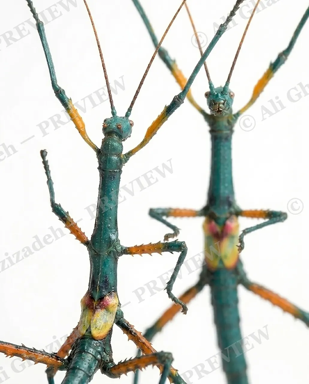 Stick Fu — Face to Face — Stick insect artwork by Ali Ghazizadeh