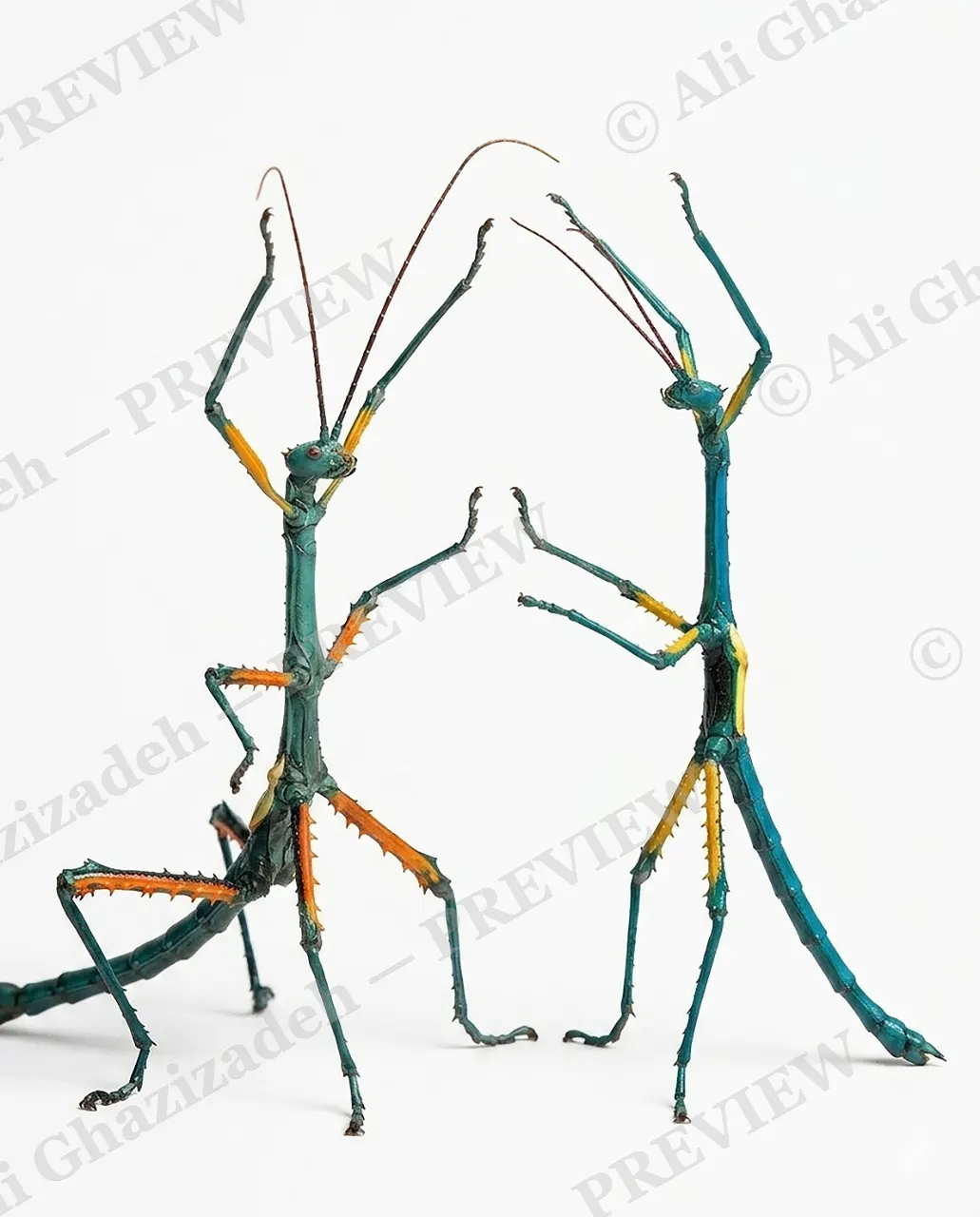 Stick Fu — Squaring Off — Stick insect artwork by Ali Ghazizadeh