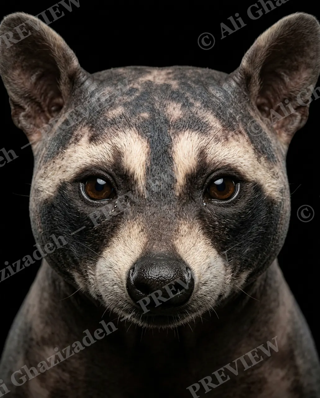 Birthday Suit — Bandit Mask, Bare Face — Three-toed sloth artwork by Ali Ghazizadeh