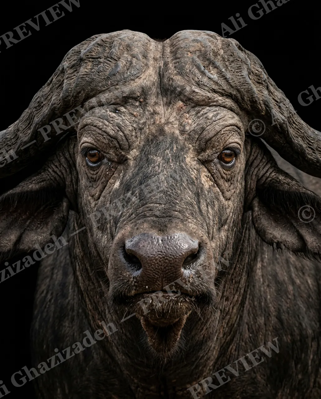 Birthday Suit — Buffalo, Horns and All — Three-toed sloth artwork by Ali Ghazizadeh