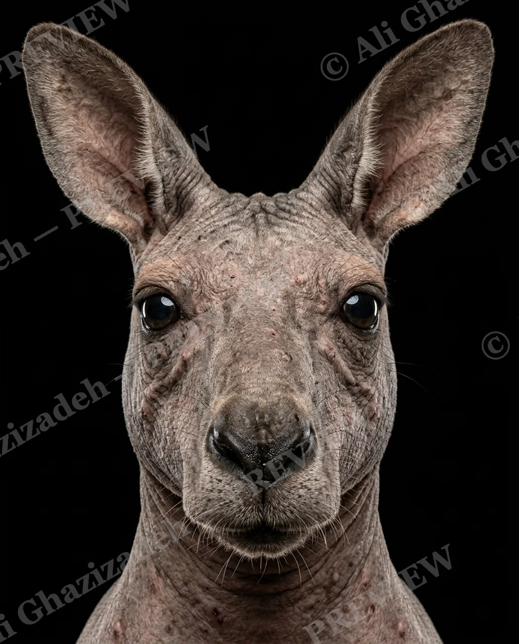 Birthday Suit — Kangaroo, Ears First — Three-toed sloth artwork by Ali Ghazizadeh
