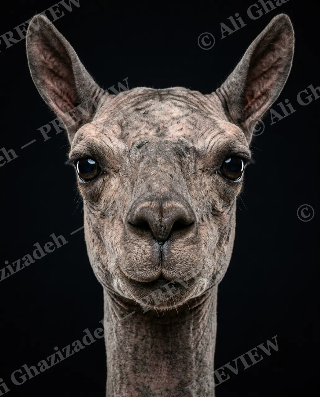 Birthday Suit — Llama, Neck and All — Three-toed sloth artwork by Ali Ghazizadeh