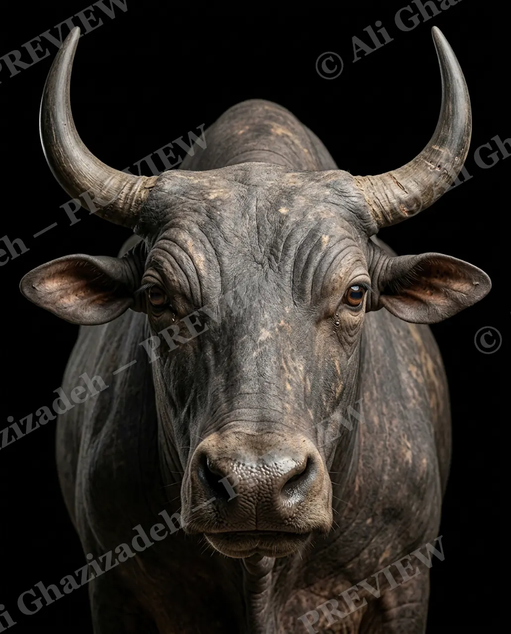 Birthday Suit — Longhorn, Bared to the Bone — Three-toed sloth artwork by Ali Ghazizadeh