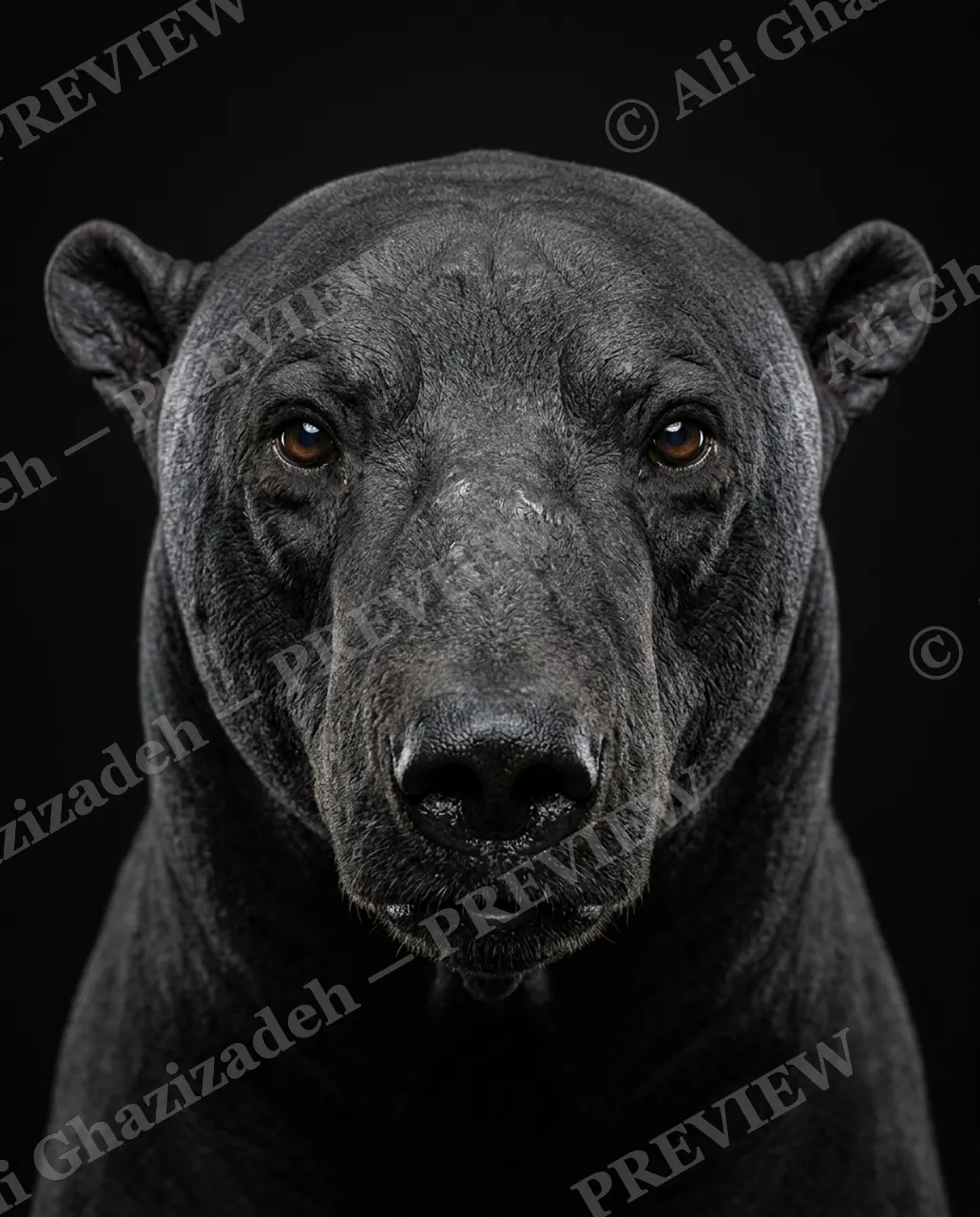 Birthday Suit — Midnight Bear Unveiled — Three-toed sloth artwork by Ali Ghazizadeh