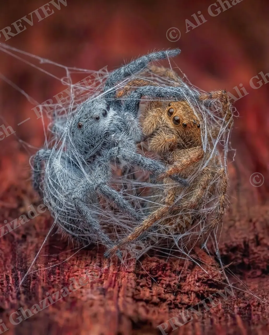 Stuck on You — All Wrapped Up — Jumping spider artwork by Ali Ghazizadeh