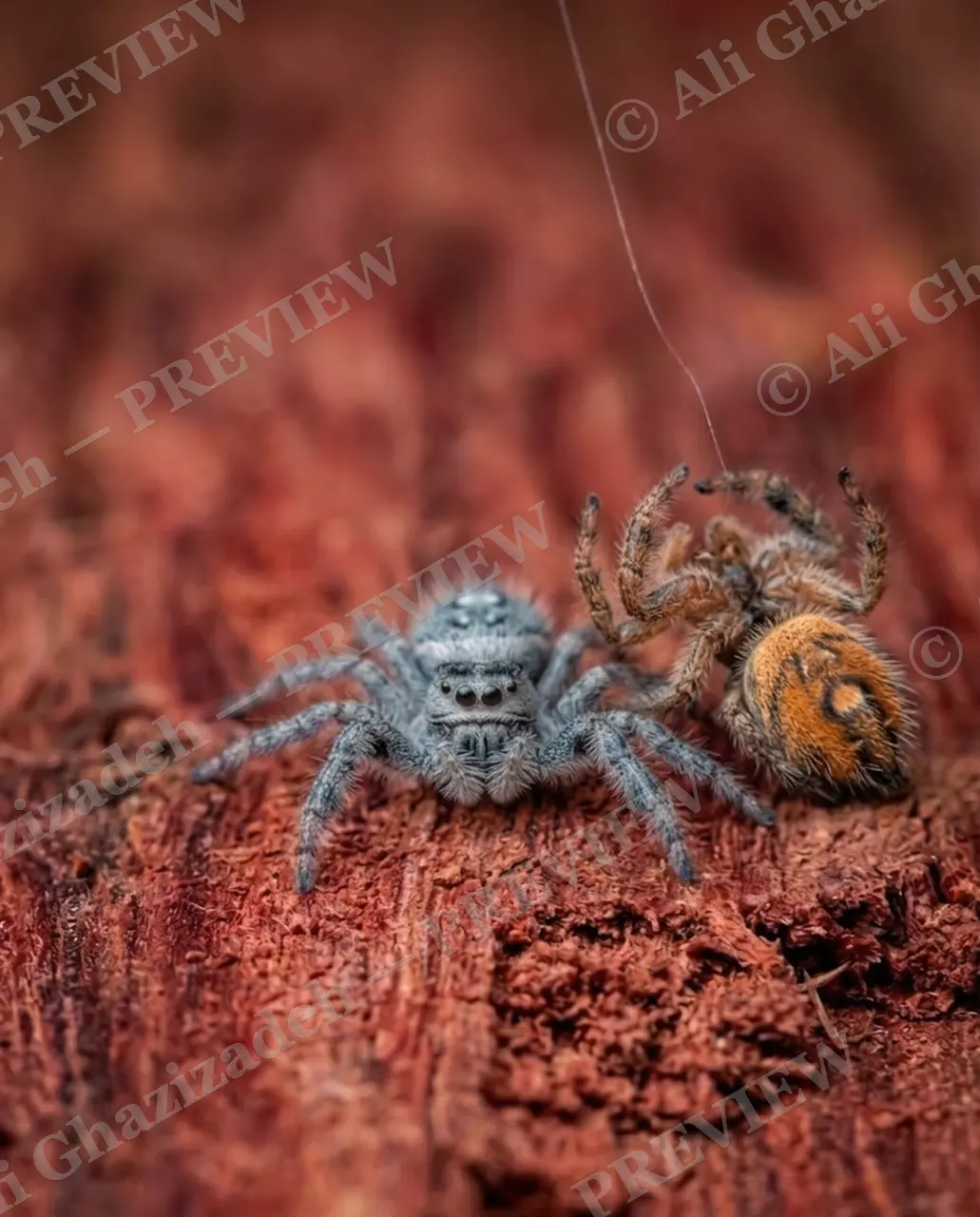 Stuck on You — First Contact — Jumping spider artwork by Ali Ghazizadeh