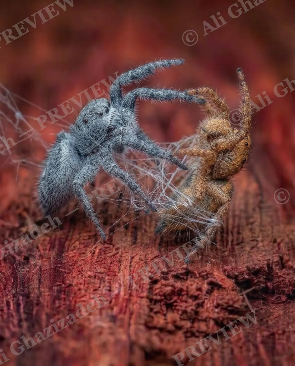 Stuck on You — Getting Tangled — Jumping spider artwork by Ali Ghazizadeh