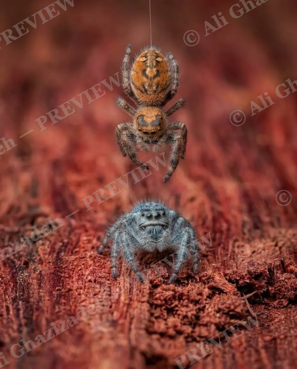 Stuck on You — Incoming — Jumping spider artwork by Ali Ghazizadeh