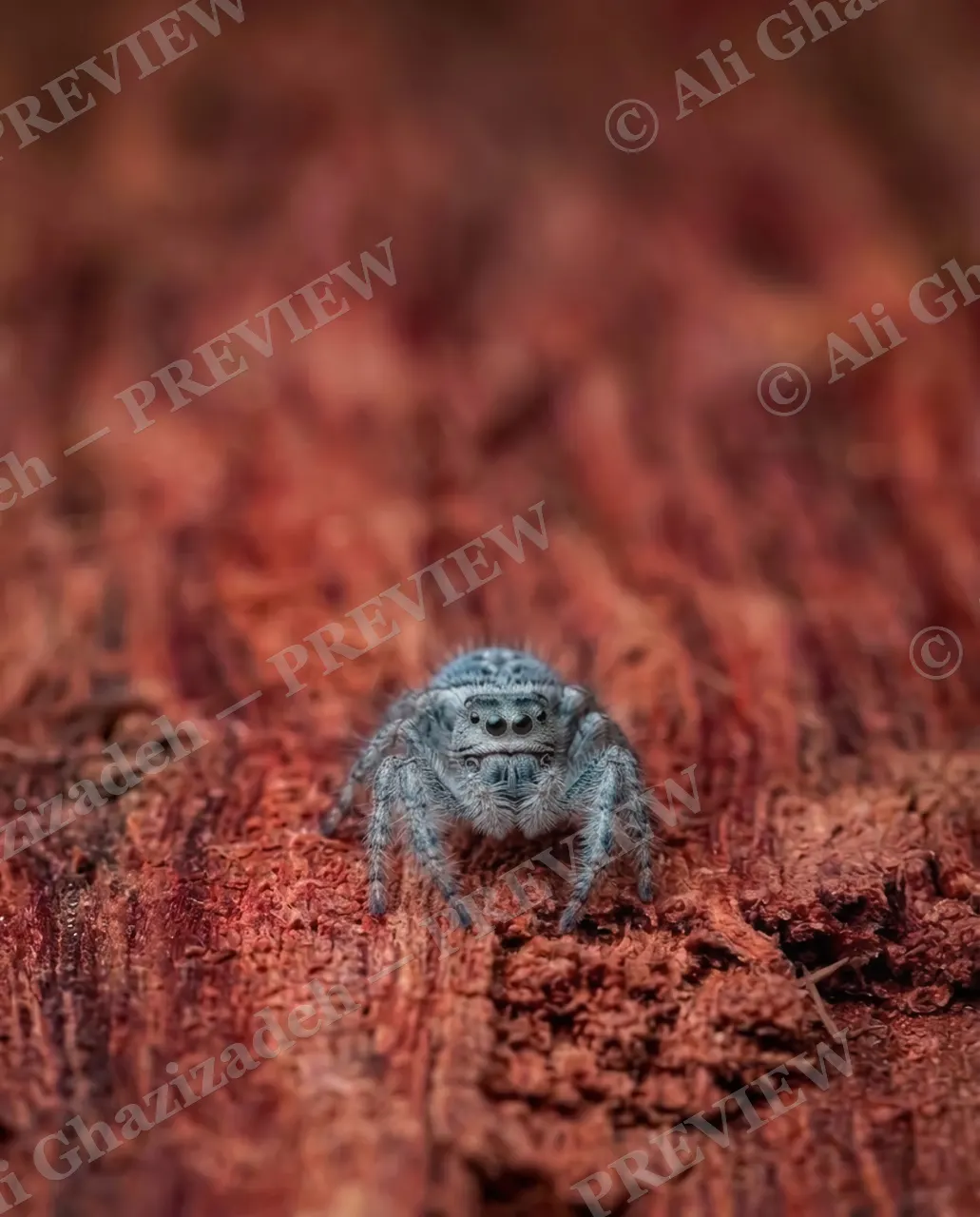 Stuck on You — Home Alone — Jumping spider artwork by Ali Ghazizadeh