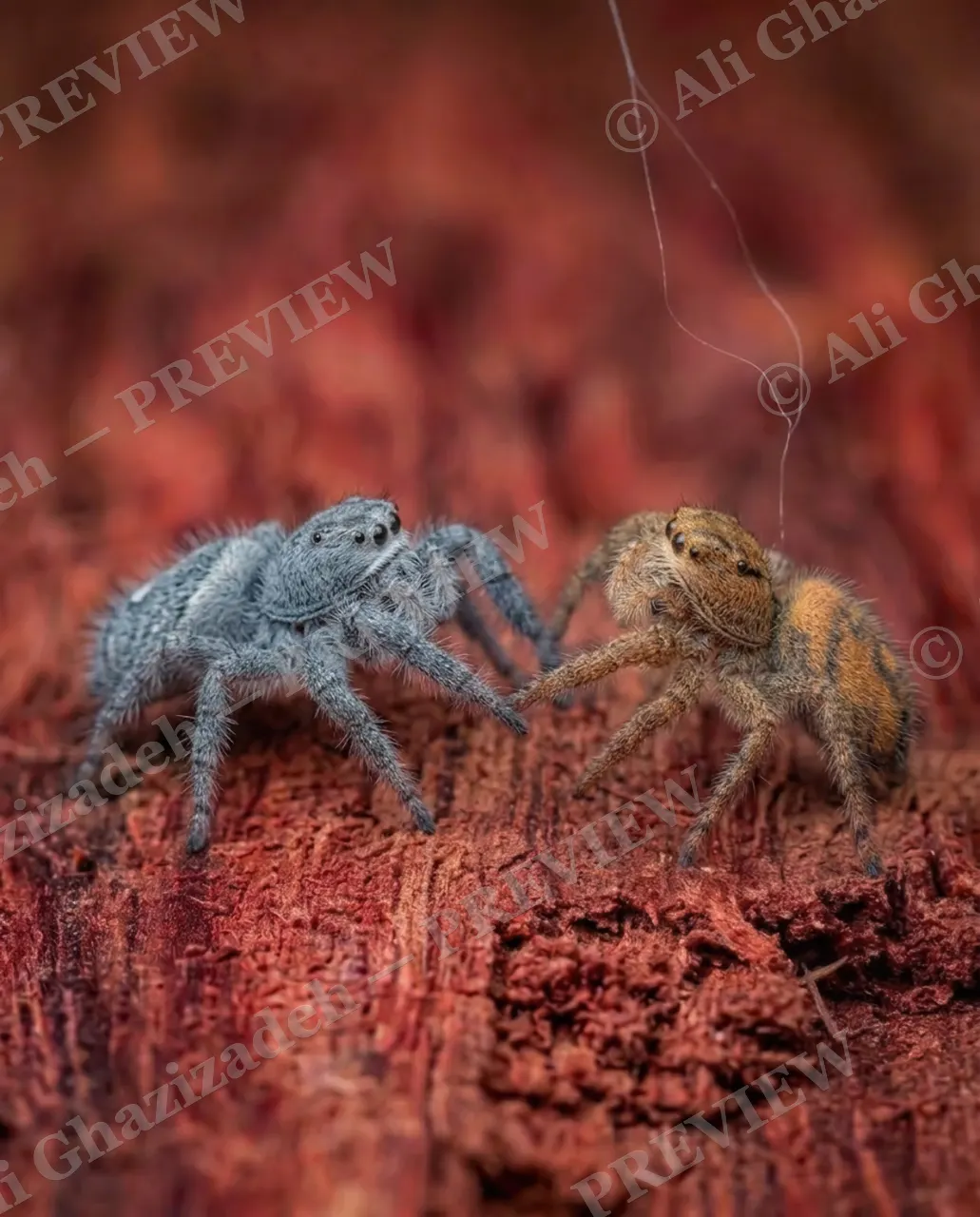 Stuck on You — Meeting Halfway — Jumping spider artwork by Ali Ghazizadeh