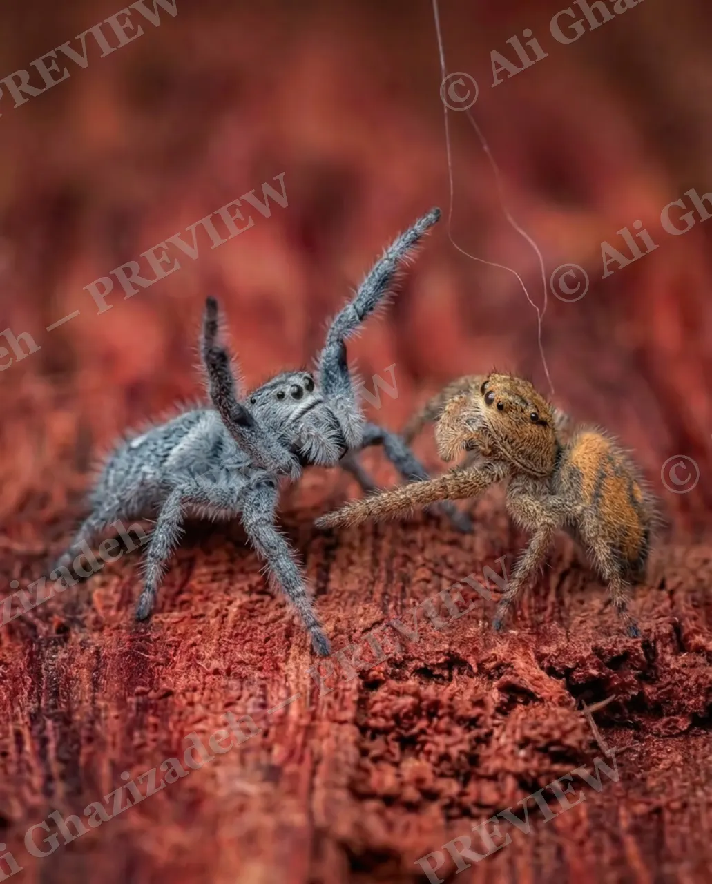 Stuck on You — Reaching Out — Jumping spider artwork by Ali Ghazizadeh