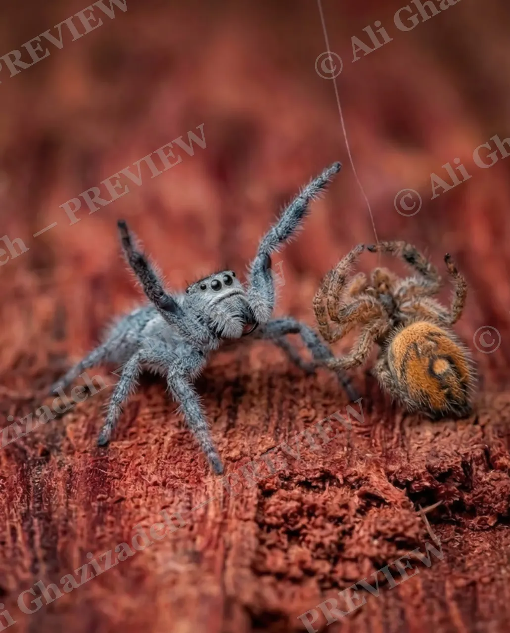 Stuck on You — Sizing Each Other Up — Jumping spider artwork by Ali Ghazizadeh