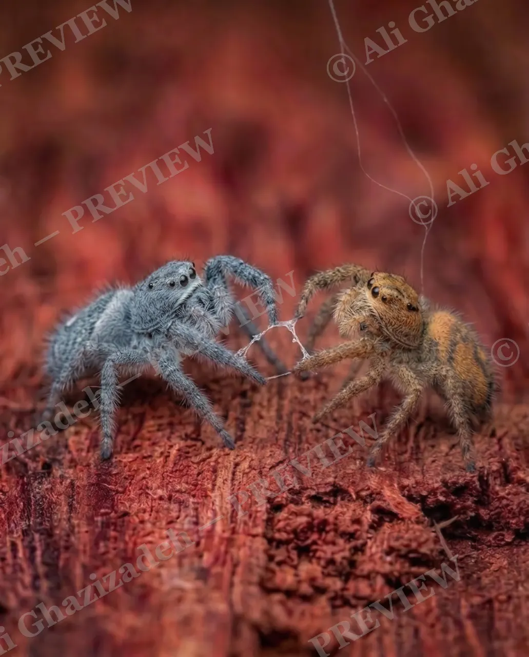 Stuck on You — Spinning a Bond — Jumping spider artwork by Ali Ghazizadeh
