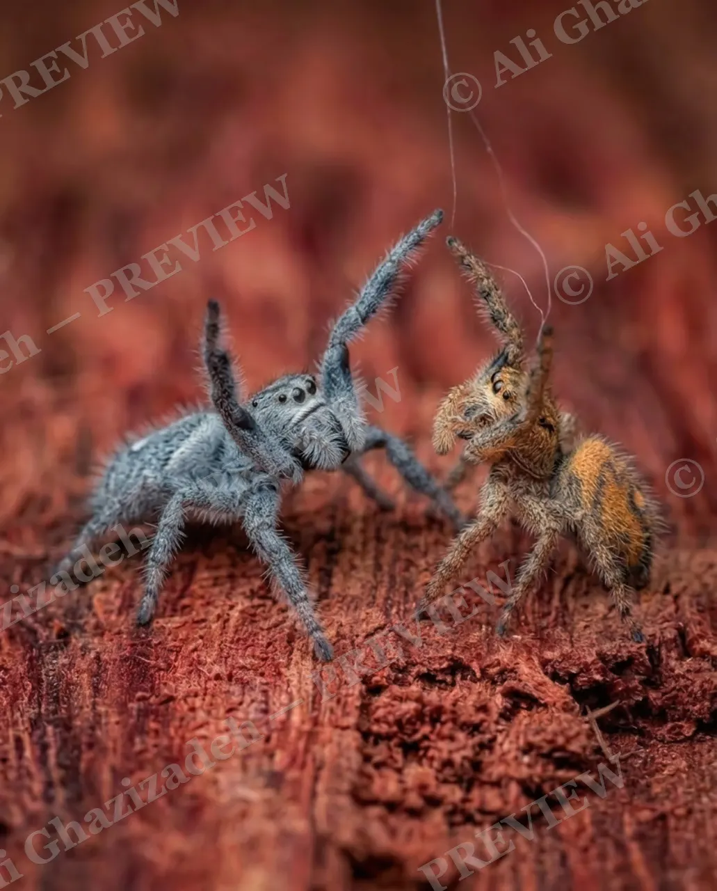 Stuck on You — The Standoff — Jumping spider artwork by Ali Ghazizadeh