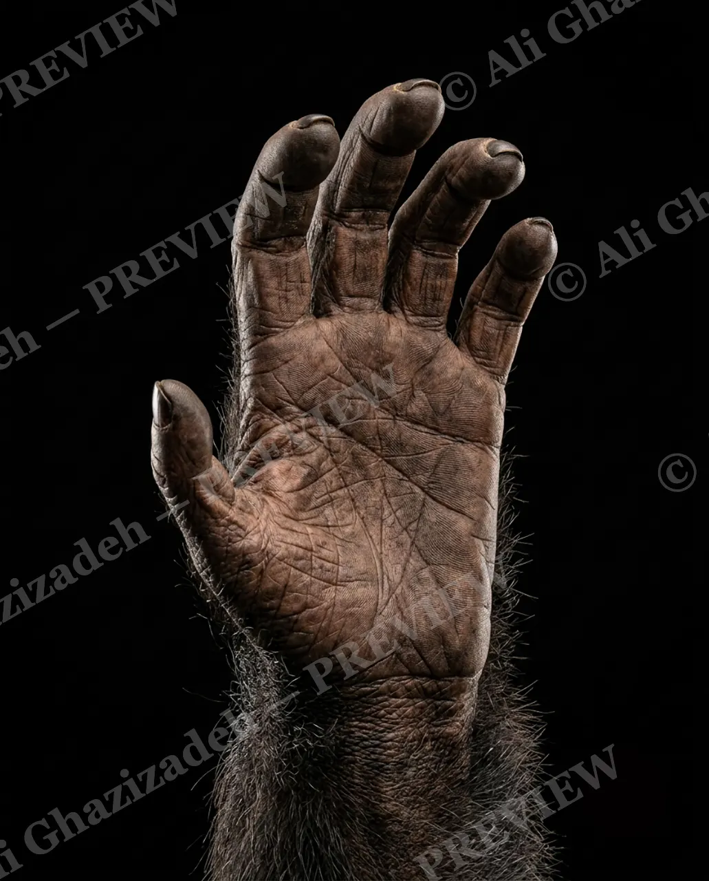 Hand-Picked — Almost Human — Chimpanzee artwork by Ali Ghazizadeh