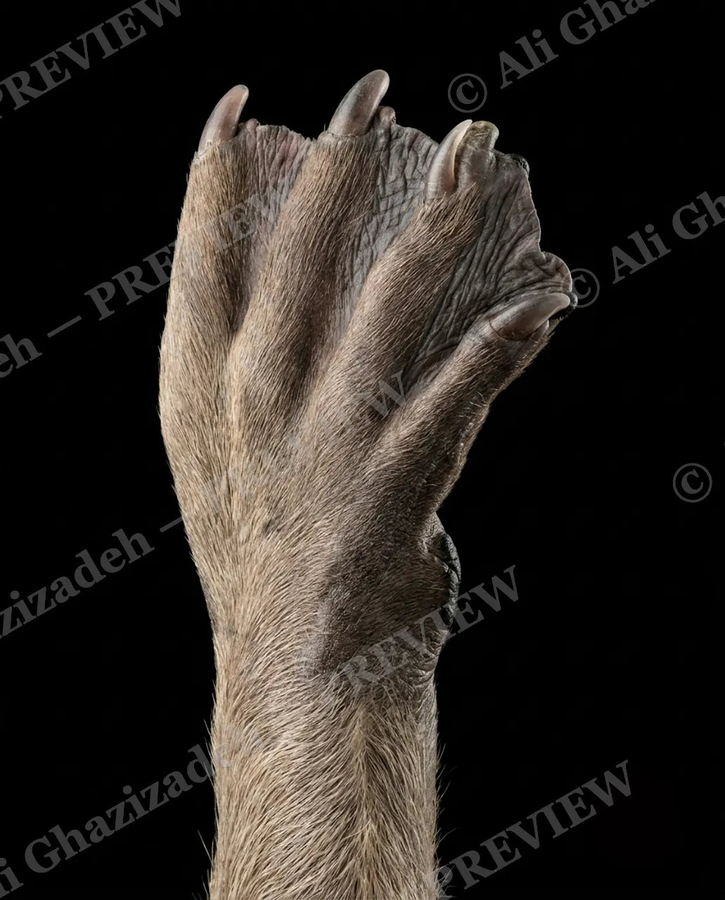 Hand-Picked — Curled Claws — Chimpanzee artwork by Ali Ghazizadeh