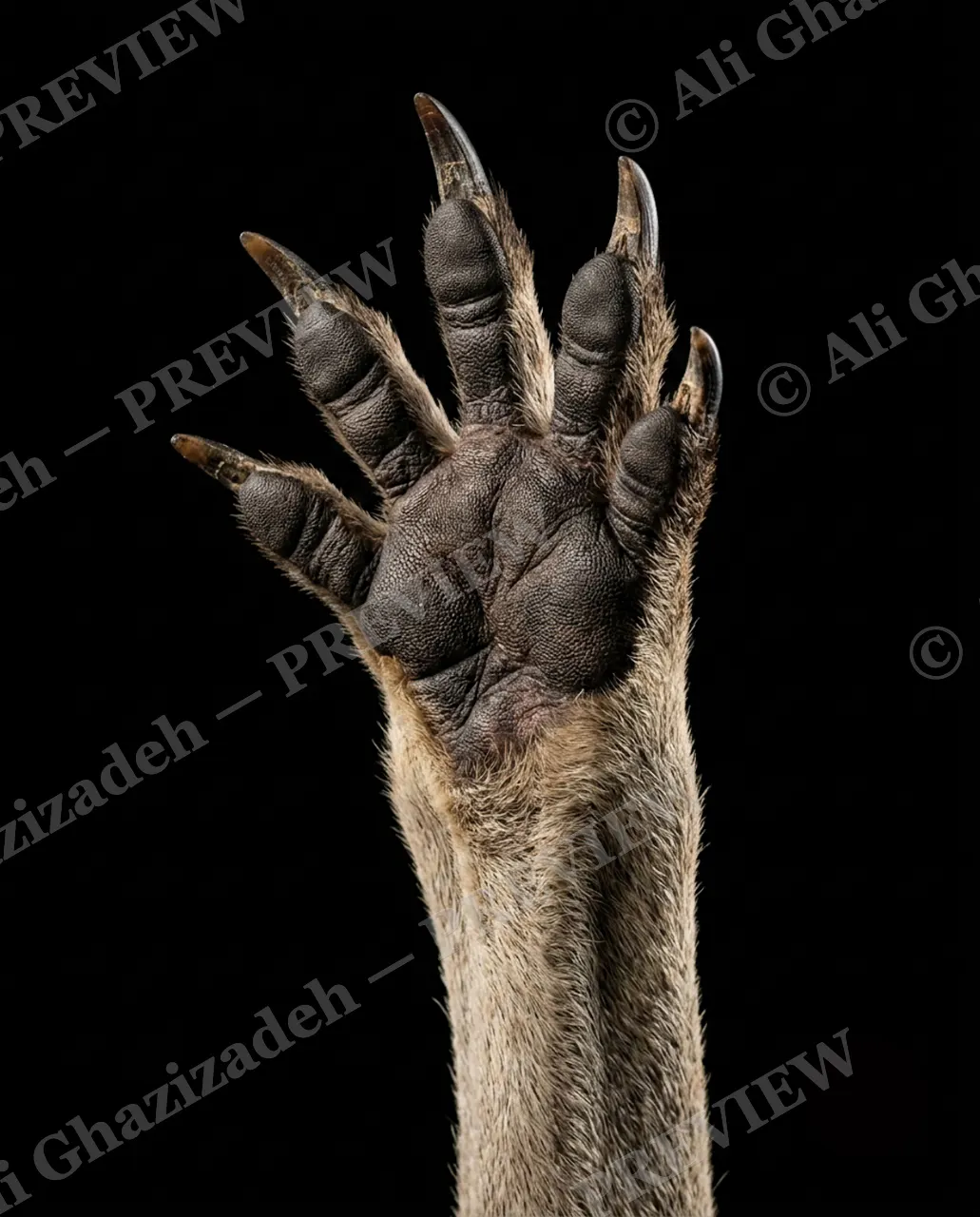 Hand-Picked — Digger's Grip — Chimpanzee artwork by Ali Ghazizadeh
