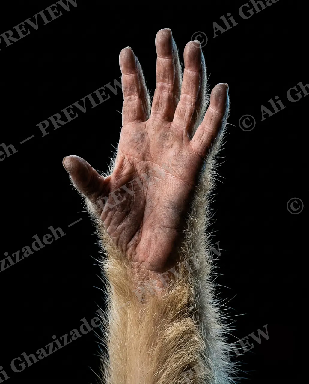 Hand-Picked — Final Wave — Chimpanzee artwork by Ali Ghazizadeh