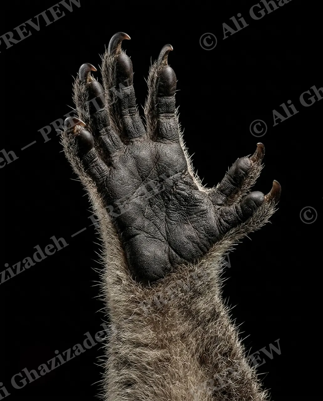 Hand-Picked — Five Sharp Points — Chimpanzee artwork by Ali Ghazizadeh