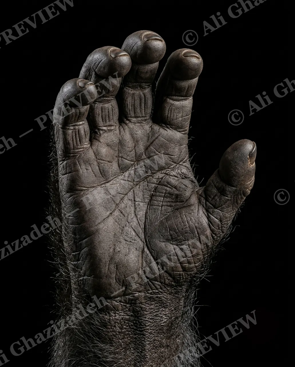 Hand-Picked — Gentle Giant — Chimpanzee artwork by Ali Ghazizadeh