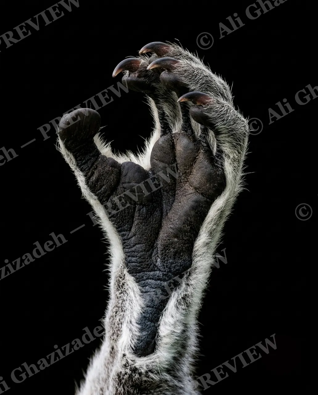 Hand-Picked — The Opposable Thumb — Chimpanzee artwork by Ali Ghazizadeh