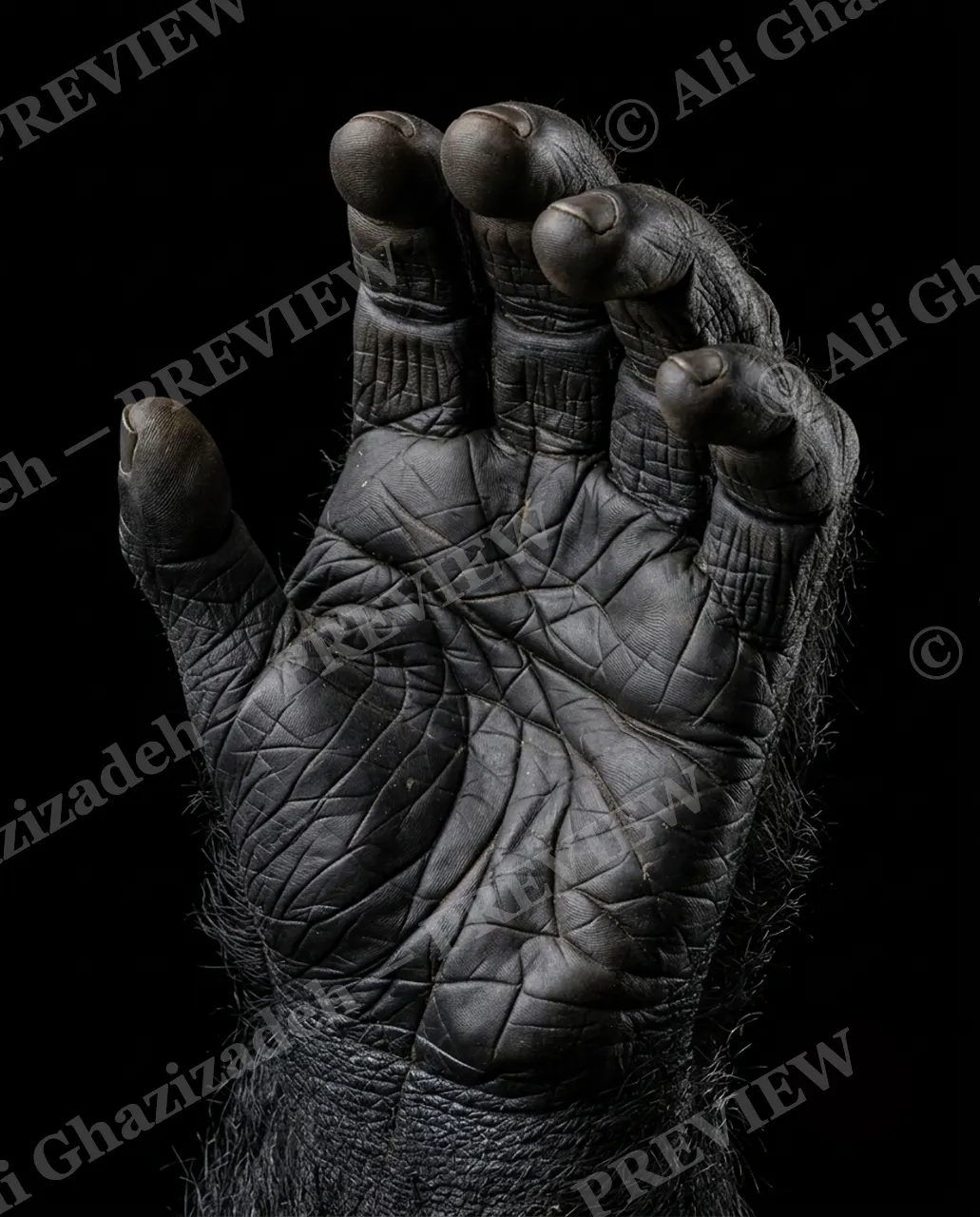 Hand-Picked — Old Soul — Chimpanzee artwork by Ali Ghazizadeh