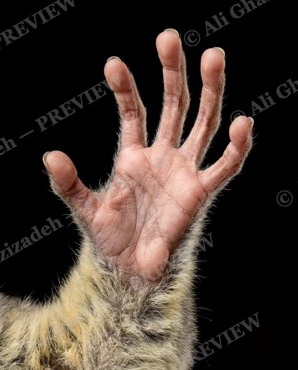 Hand-Picked — Open Palm — Chimpanzee artwork by Ali Ghazizadeh