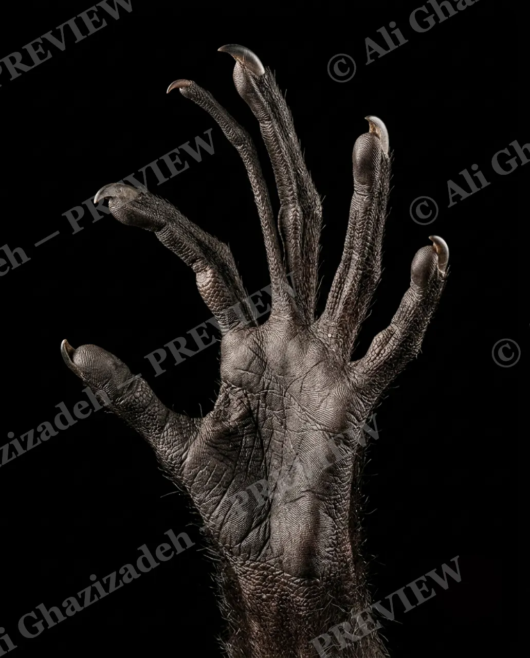 Hand-Picked — Reaching Into Dark — Chimpanzee artwork by Ali Ghazizadeh